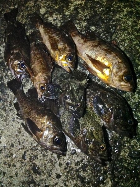 メバルが浮いてきた